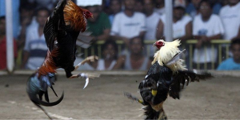 Cẩm nang soi kèo đá gà trực tuyến từ A đến Z