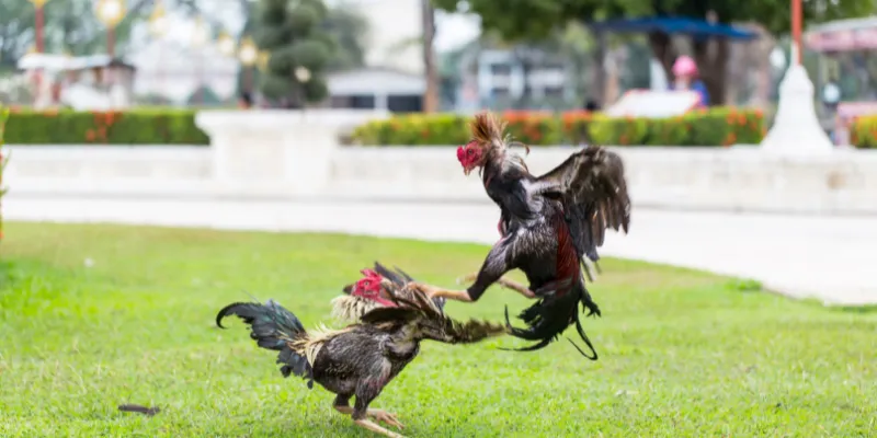 Giới thiệu cách tham gia gà nòi thách đấu